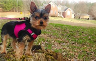 Yorkie harness hot sale vest